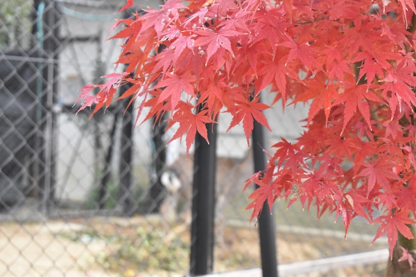 京都市動物園の紅葉
